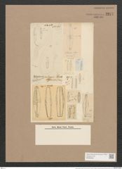 Frustulia vulgaris (Thwait.) De-Toni (de-Toni-Nr.: Genus 19, Species 1166) Zeichnungen Sammlung Grunow Nr. 2277 (NHMW-BOT-W0369395)